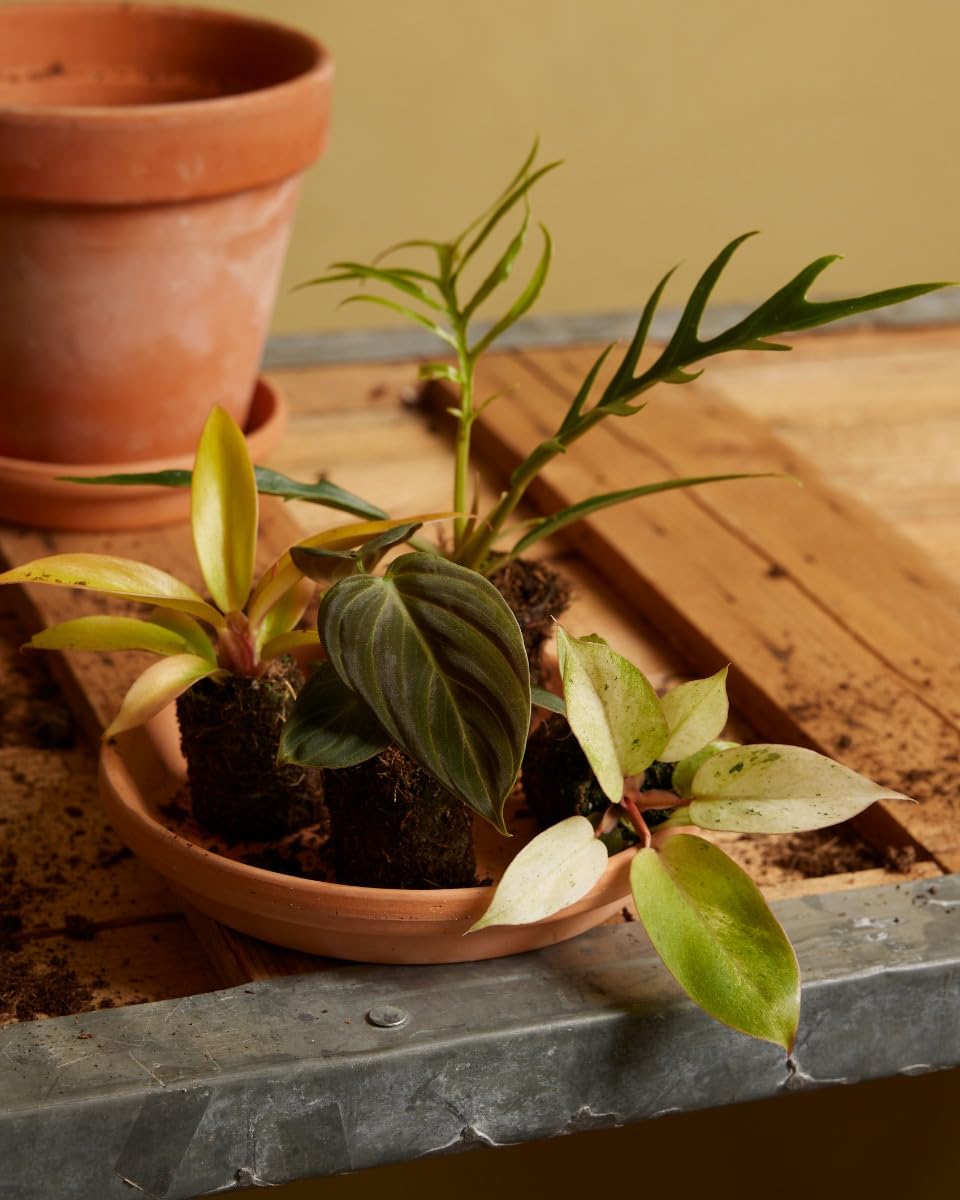 plnts-babyplnts-philodendron-tortum-zimmerpflanze-10-cm image 5