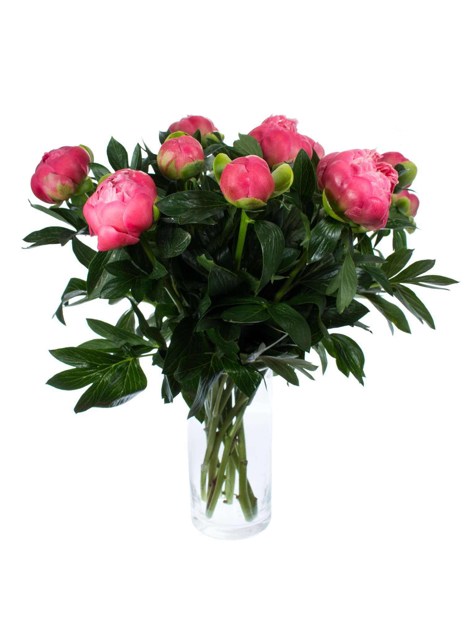 blumigo-pfingstrosen-pink-hawai-coral-schnittblume-pink-creme image 3