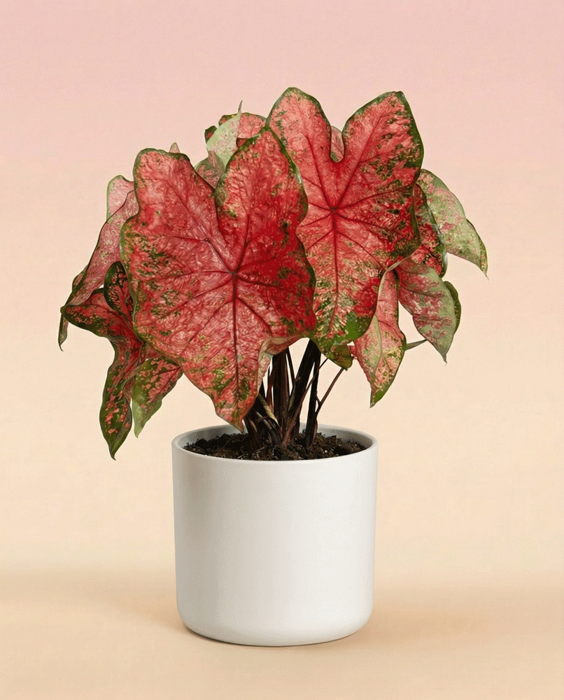 feey-variado-caladium-lava-glow-zimmerpflanze-ohne-bertopf-pink image 8