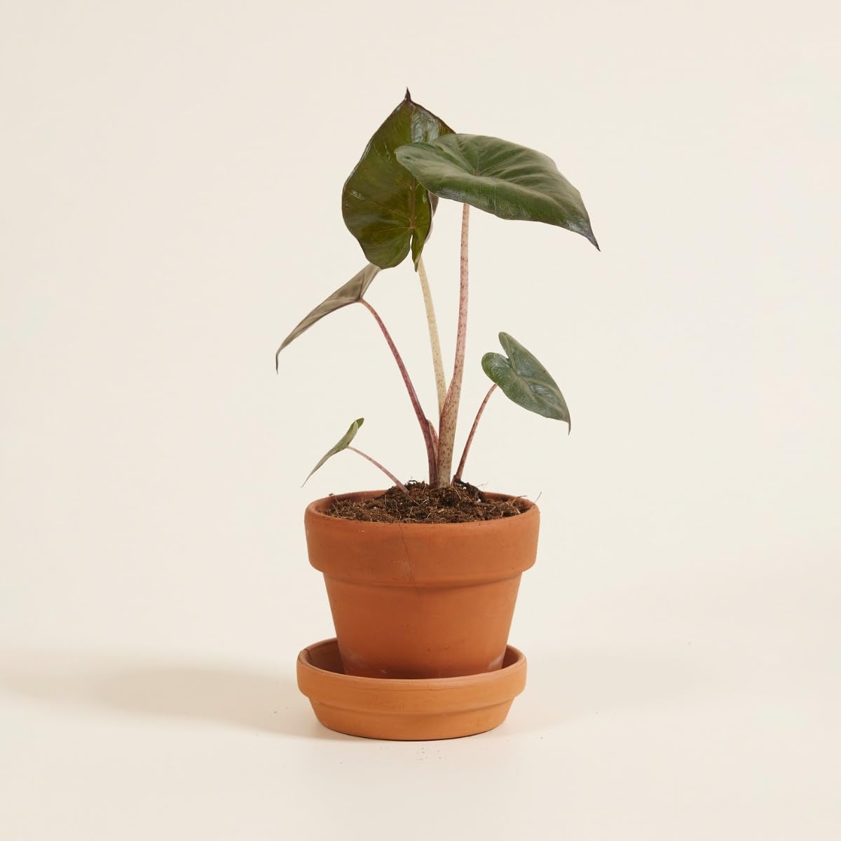 plnts-babyplnts-baby-alocasia-yucatan-princess-25-cm image 6