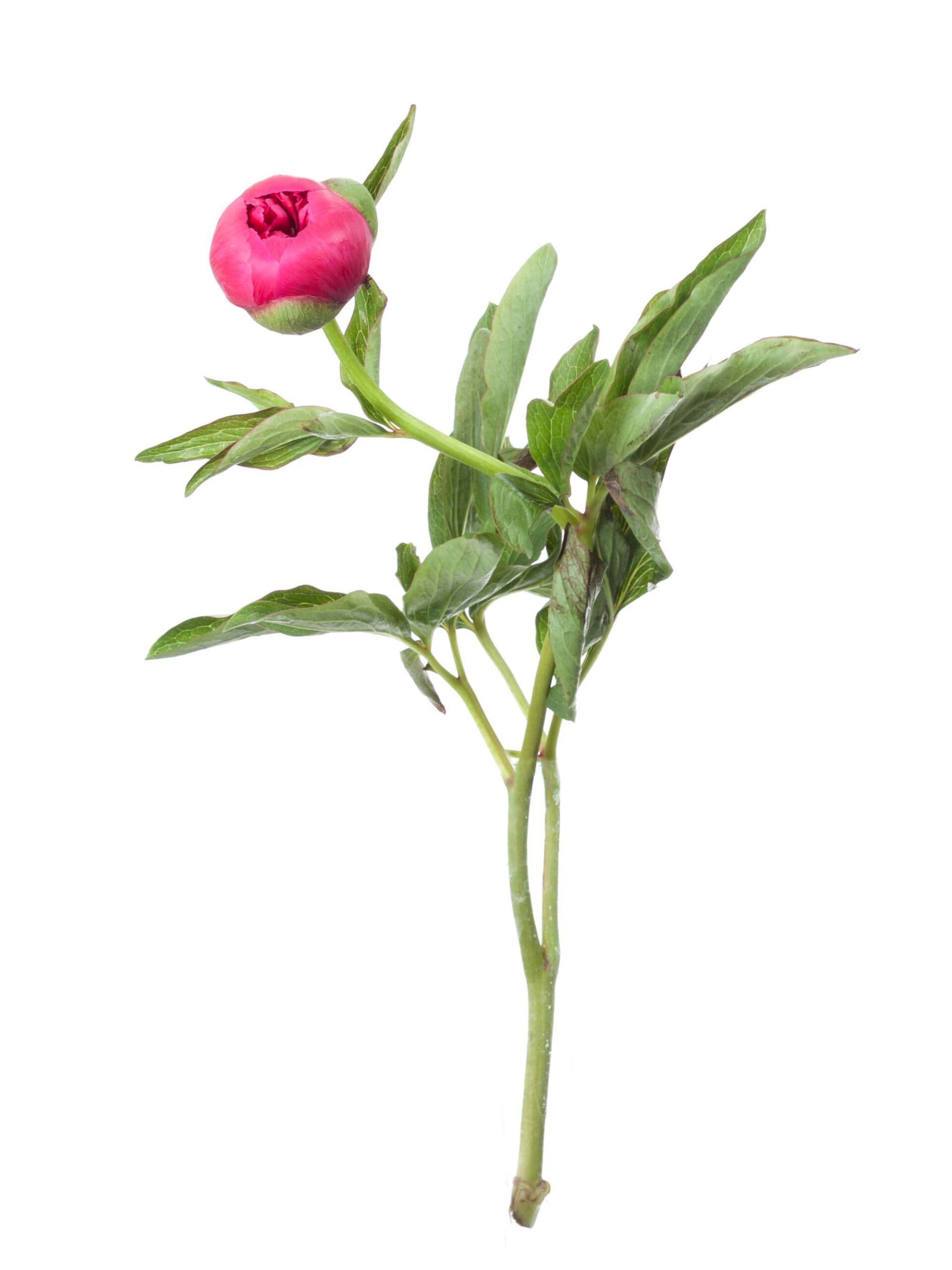 blumigo-pfingstrosen-officinales-pfingstrose-pink image 3