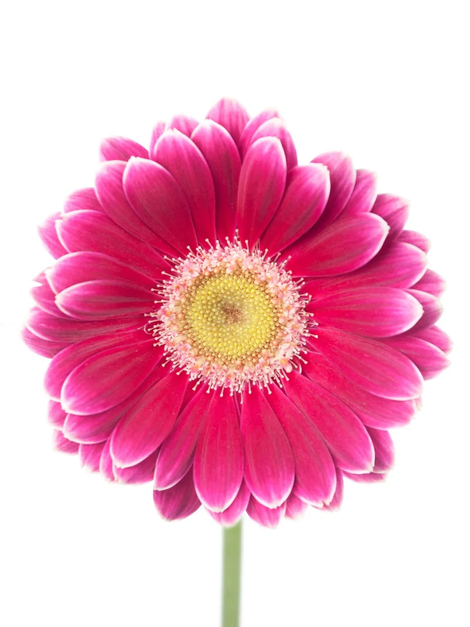blumigo-gerbera-mini-twiggy-schnittblume-pink-wei image 1
