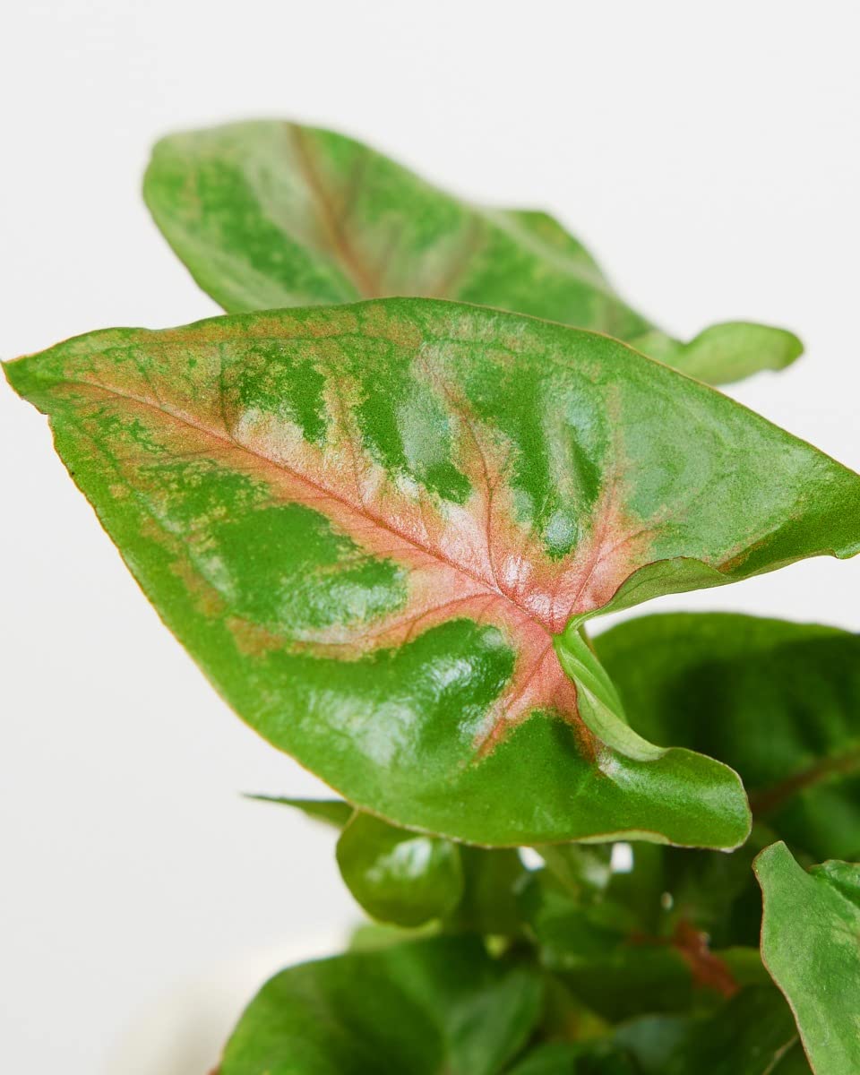 plnts-baby-syngonium-christmas-zimmerpflanze-8-cm-bunte-bl-tter image 3