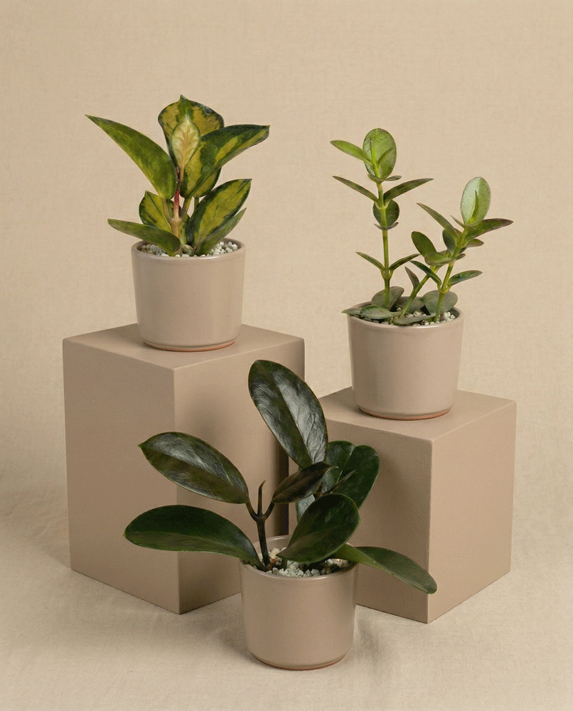 feey-variado-baby-hoya-zimmerpflanze-3er-set-ohne-bertopf image 5