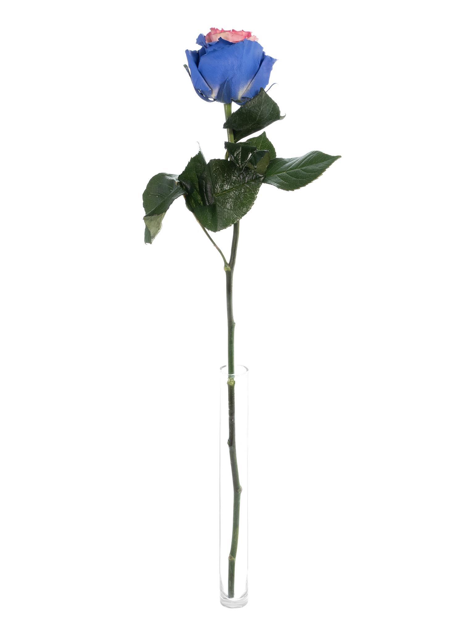 blumigo-rosen-gef-rbte-rose-wei-blau-pink image 3