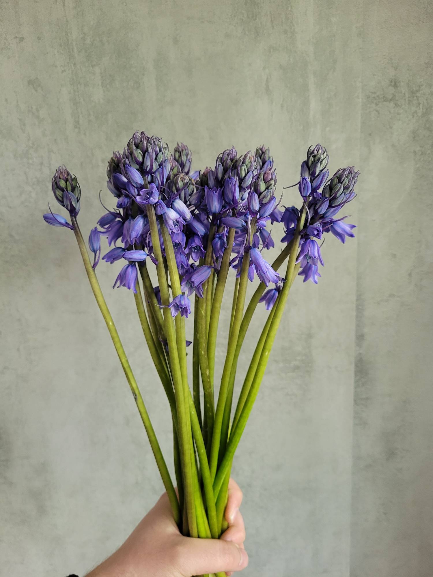blumigo-scilla-peruanischer-blaustern-schnittblume-lila image 2