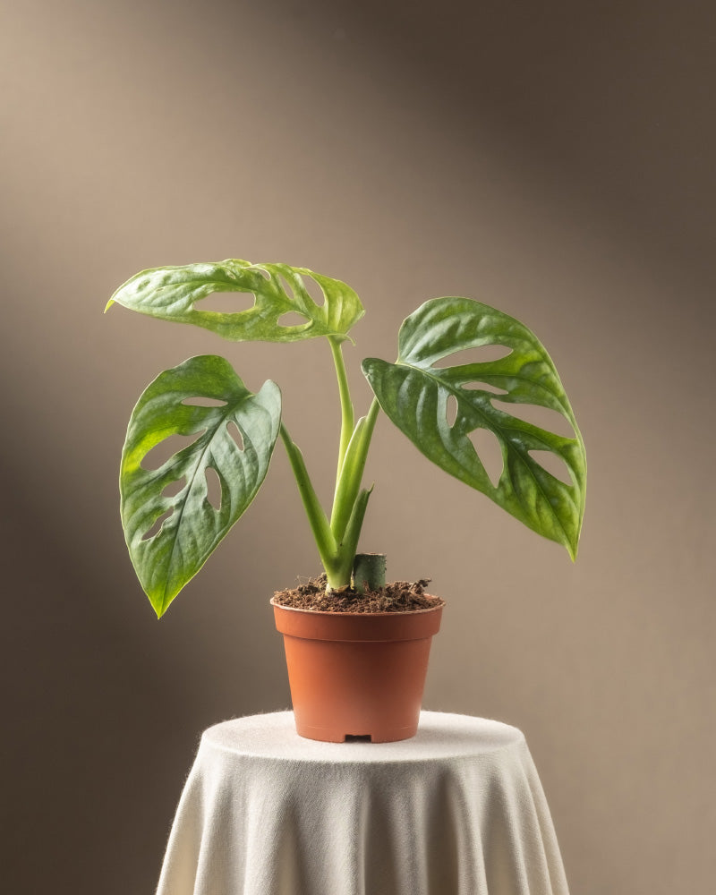 feey-variado-monstera-adansonii-mint-babypflanze-ohne-bertopf image 3