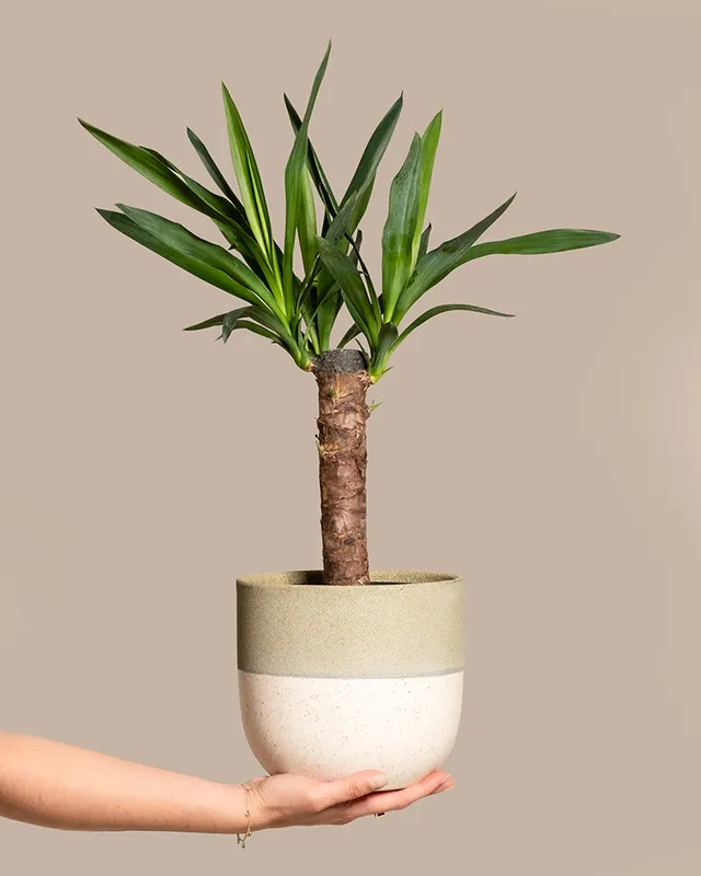 feey-variado-kleine-yucca-zimmerpflanze-ohne-bertopf image 1