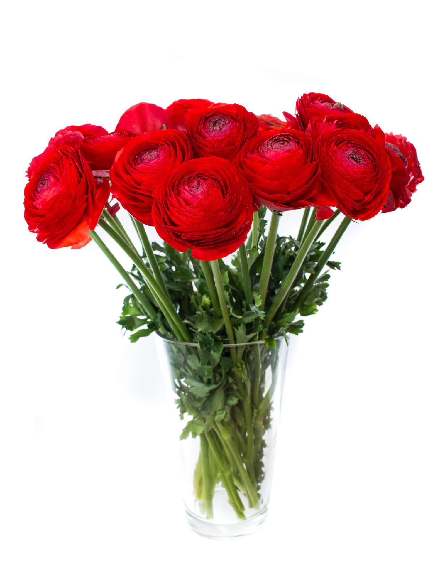 blumigo-cloni-tango-ranunkeln-xl-rot-schnittblumen image 2
