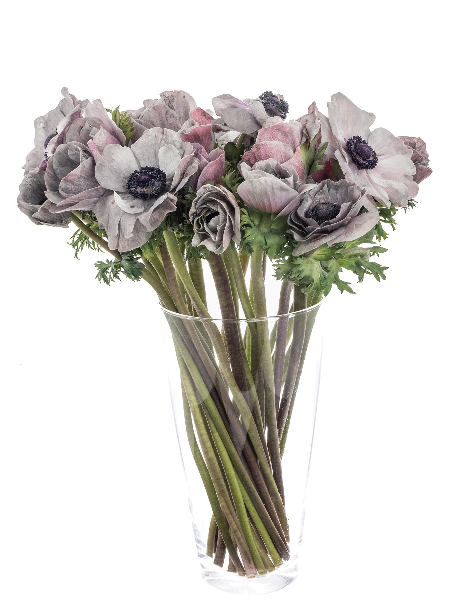 blumigo-anemonen-xl-mistral-powder-grey-grau-violett-schnittblume image 4