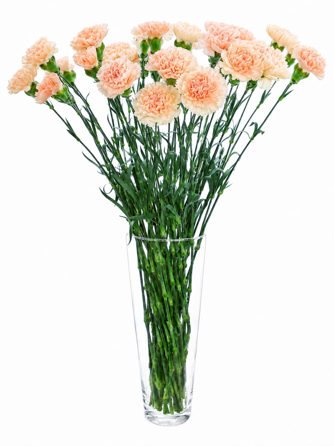 blumigo-nelken-lady-cappuccino-schnittblume-apricot-creme image 2
