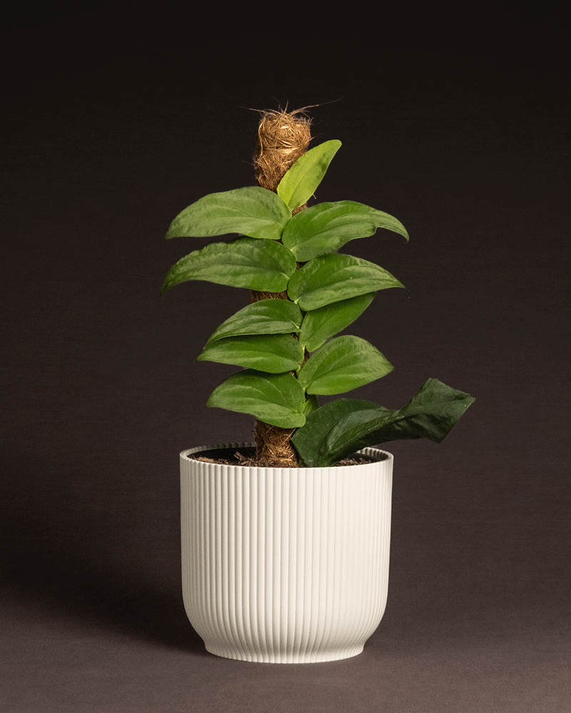 feey-variado-rhaphidophora-korthalsii-zimmerpflanze-ohne-bertopf-rarit-t image 7