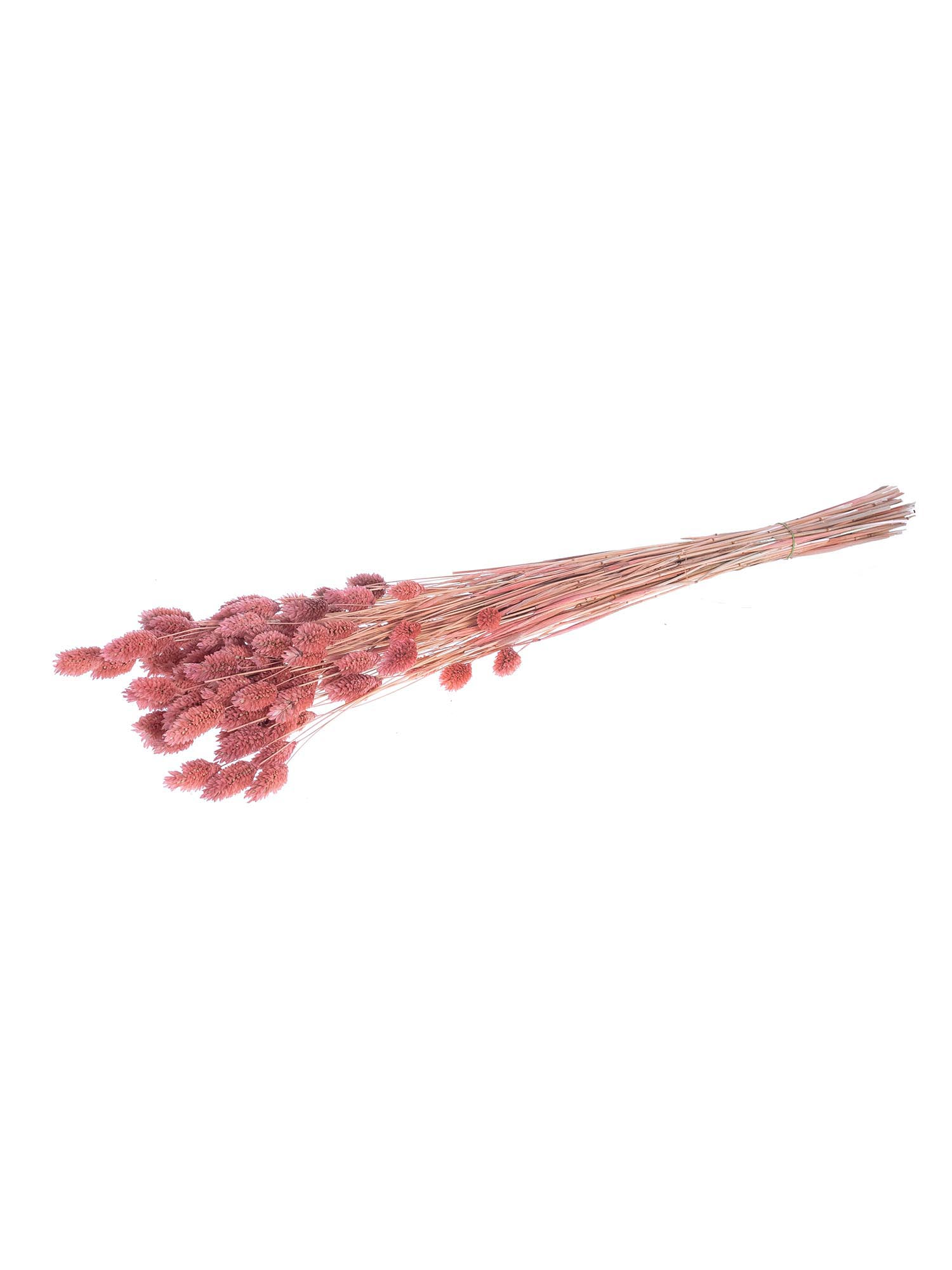 blumigo-phalaris-glanzgras-pink-trockenblumen image 3