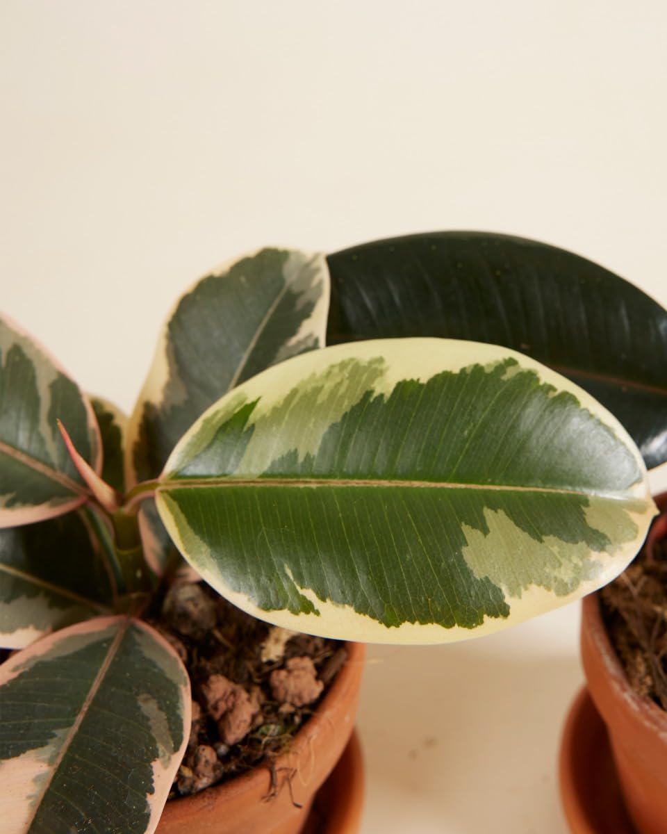 plnts-rareplnts-ficus-calathea-zimmerpflanzen-3er-set-6-cm image 3