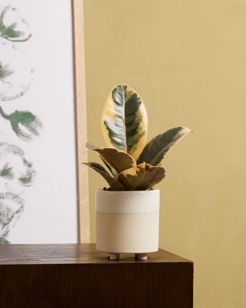 plnts-babyplnts-ficus-tineke-gummibaum-6cm-topf-15cm image 5