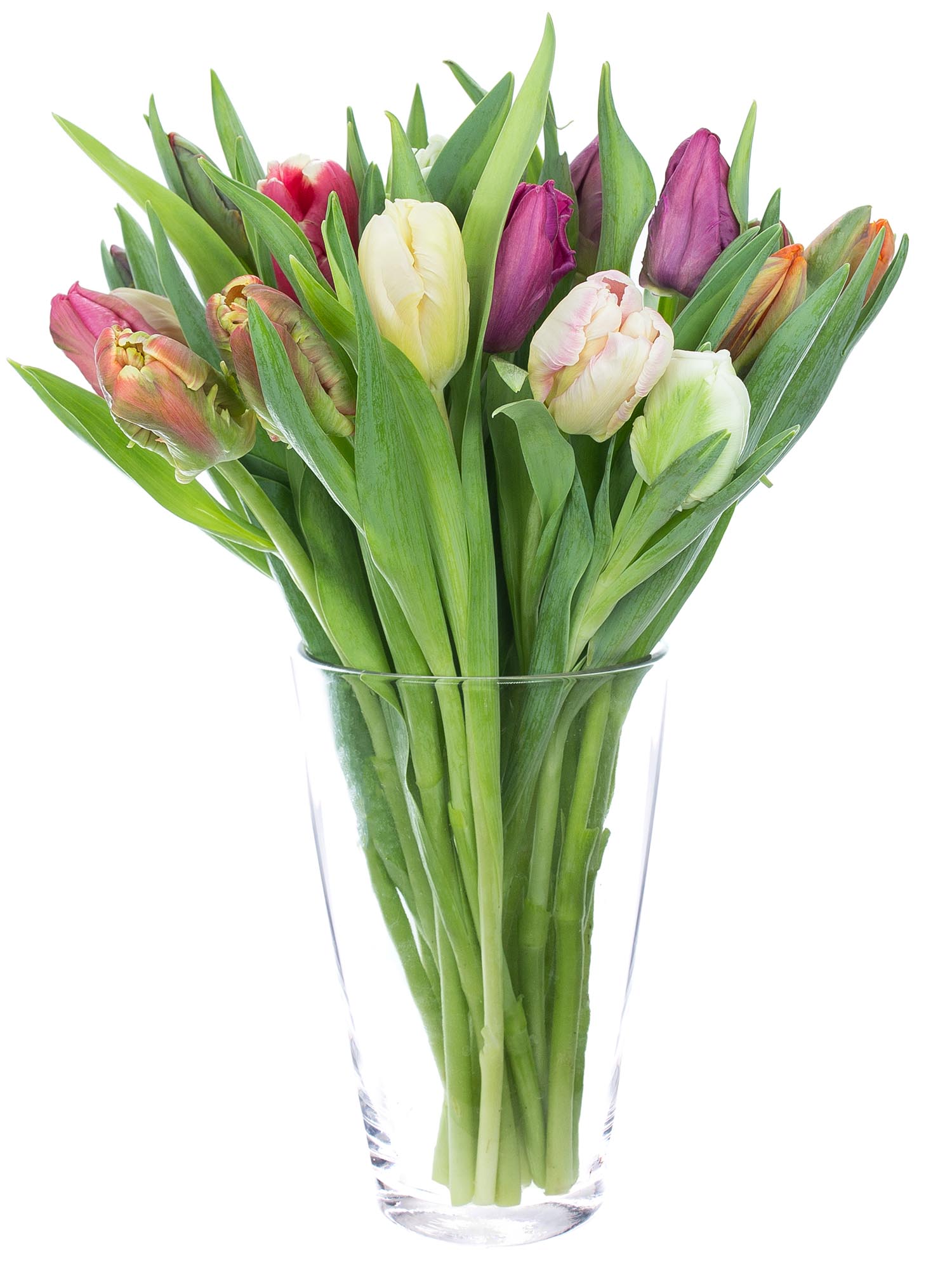 blumigo-tulpen-papageien-mix-schnittblume-gemischt image 2