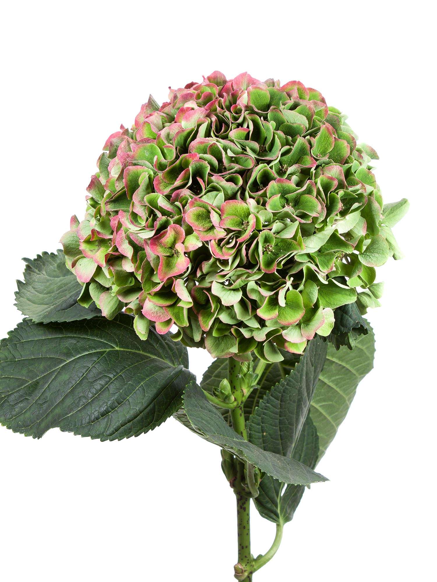 blumigo-hortensien-opal-classic-hortensie-gr-n-rot image 1