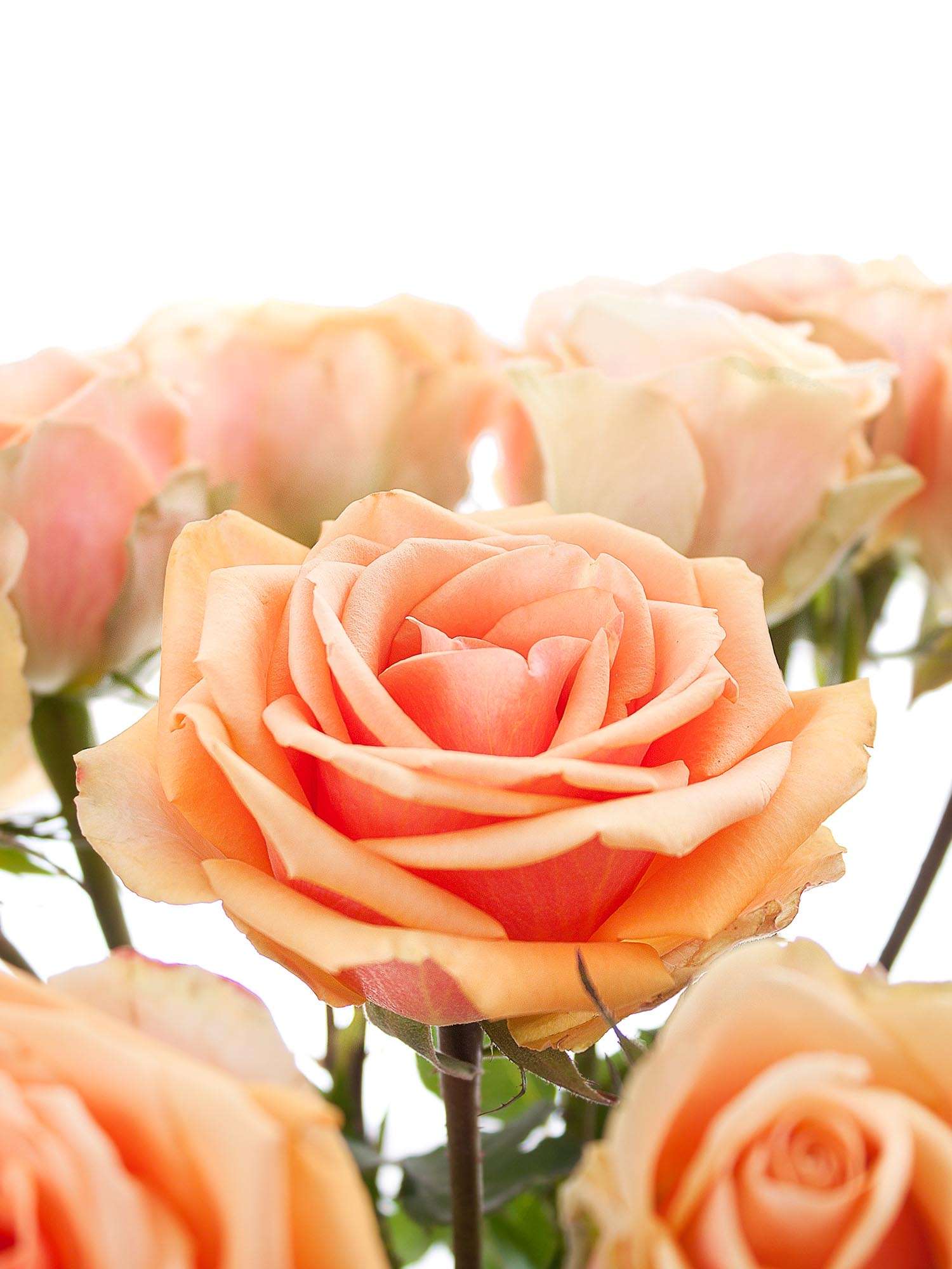 blumigo-rosen-alchemy-schnittrose-apricot-duftrose image 2