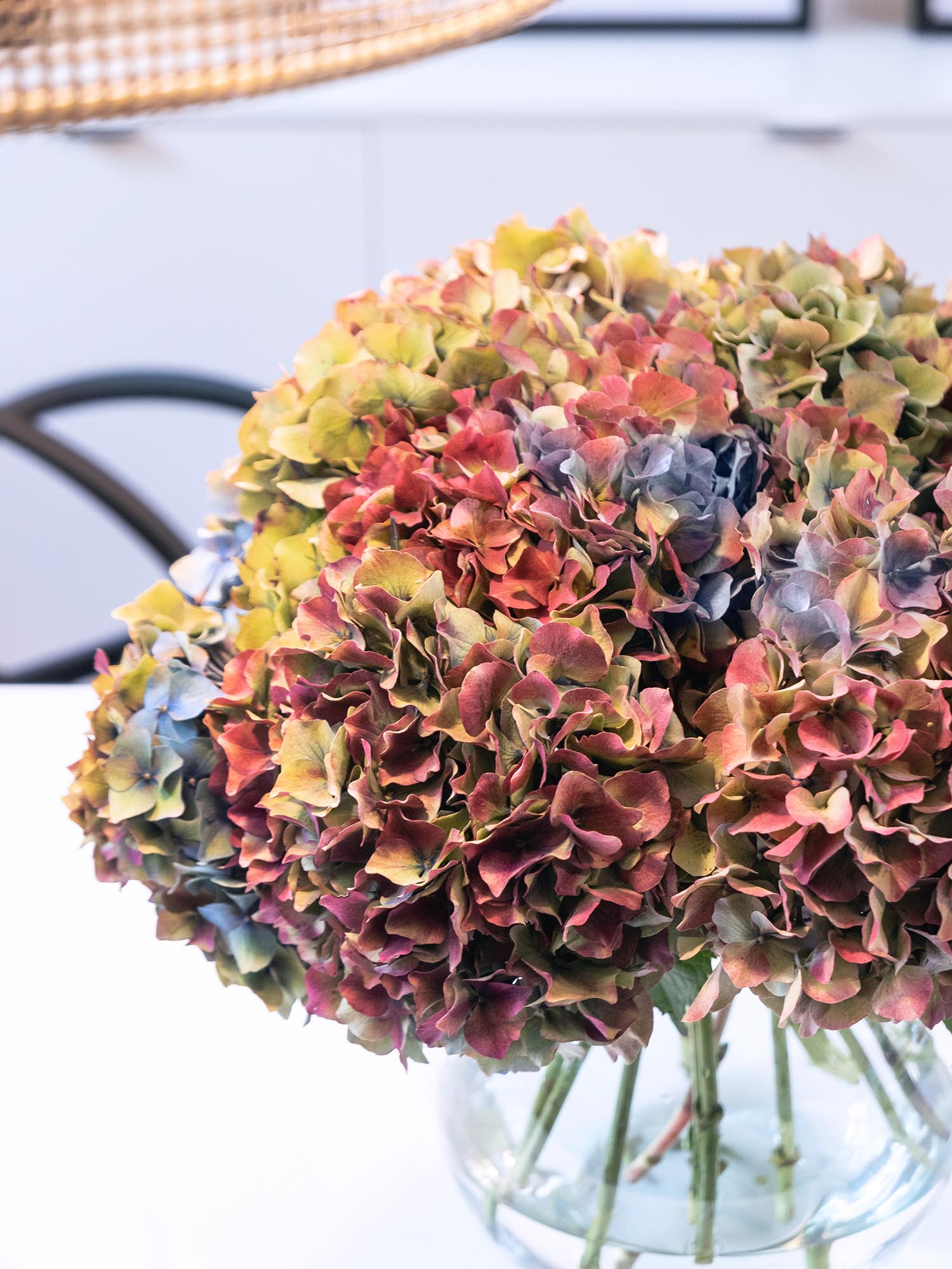 blumigo-hortensien-franz-sischer-farbmix-schnittblumen-5-st-ck image 5