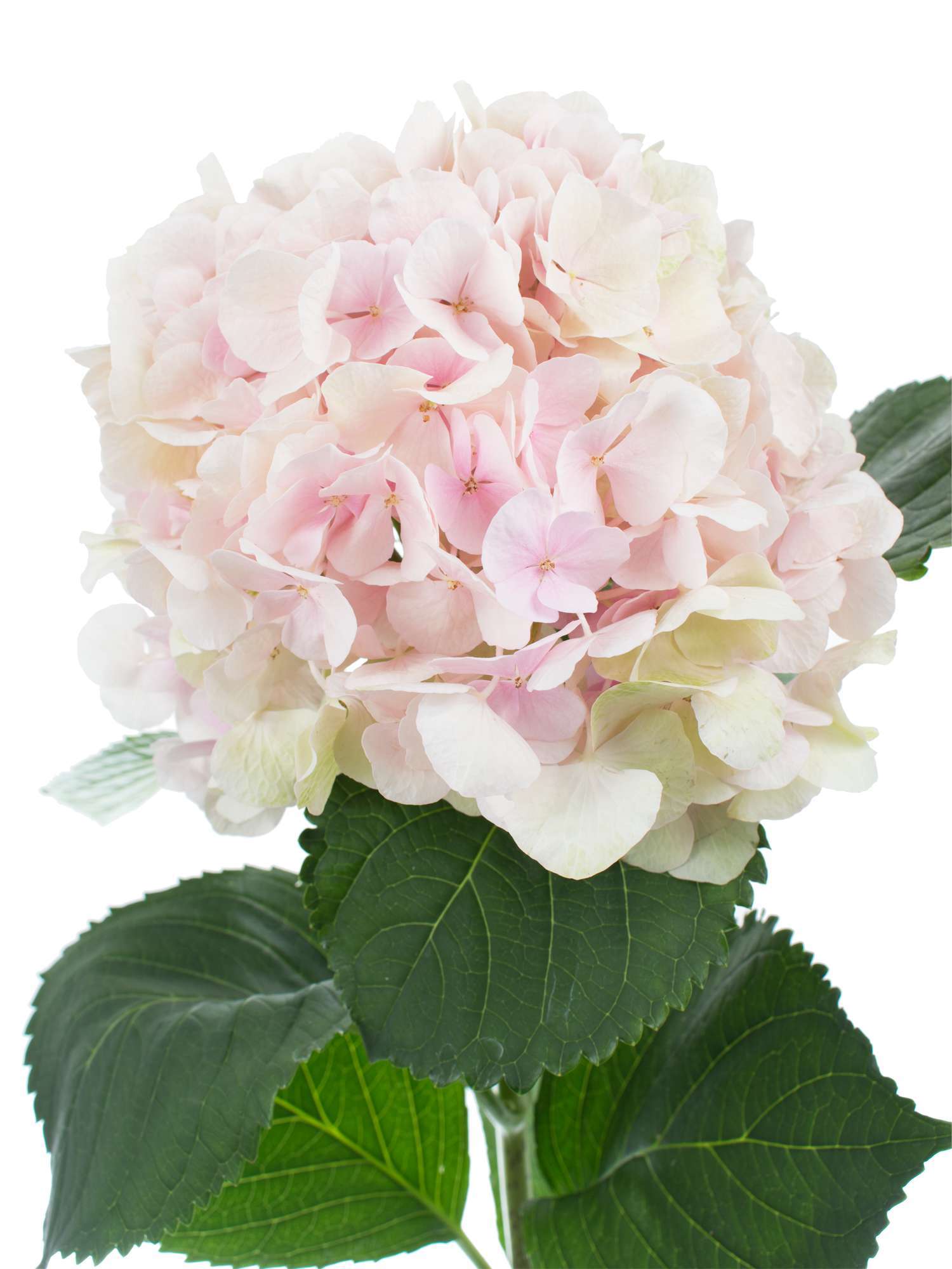 blumigo-hortensien-magical-verena-classic-rosa-gr-n image 1