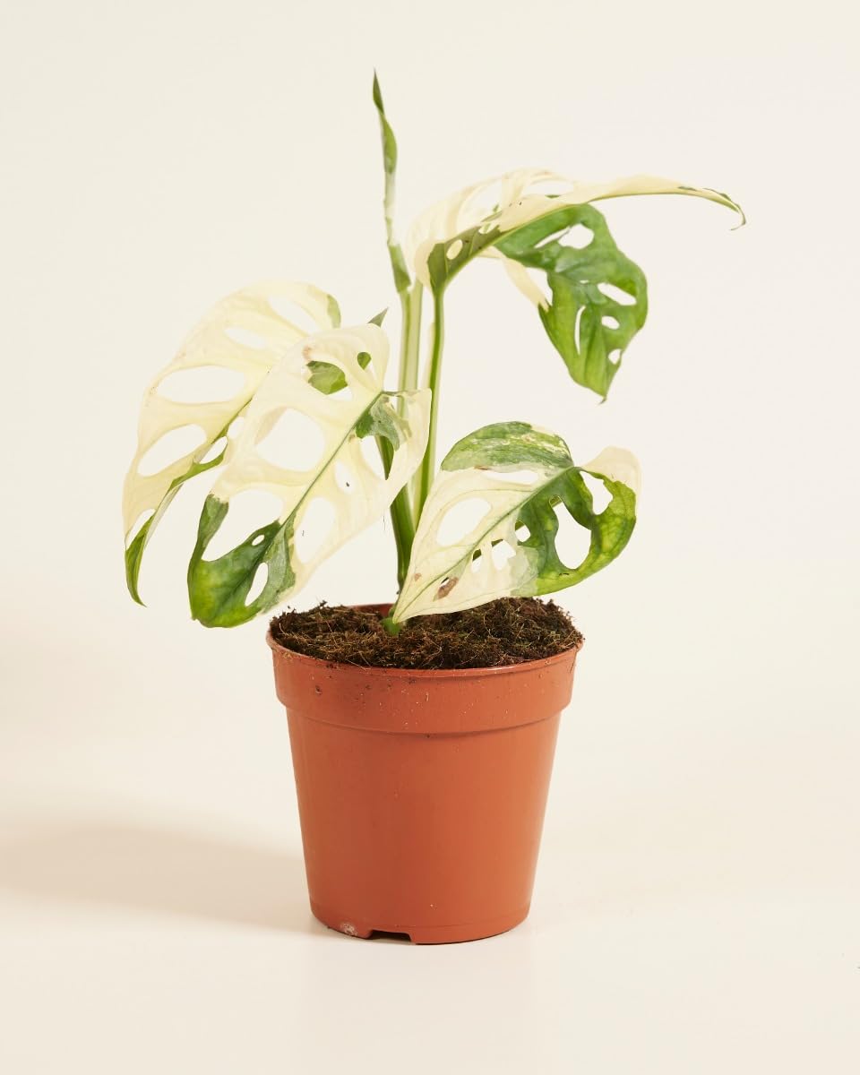 plnts-rareplnts-monstera-adansonii-variegated-zimmerpflanze-25cm image 5