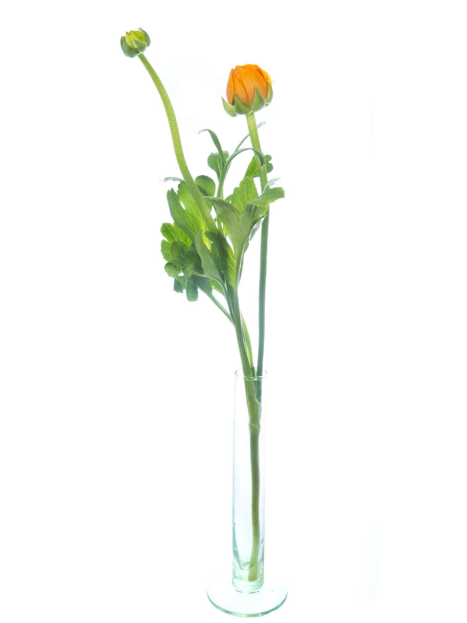 blumigo-ranunkeln-elegance-orange-schnittblume-orange image 3