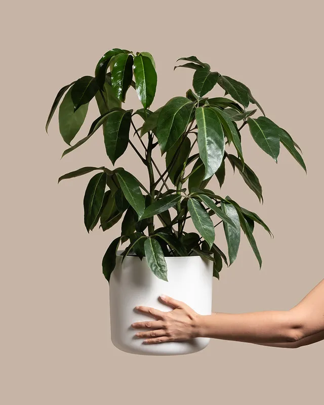 feey-variado-schefflera-amate-zimmerpflanze-gro image 1
