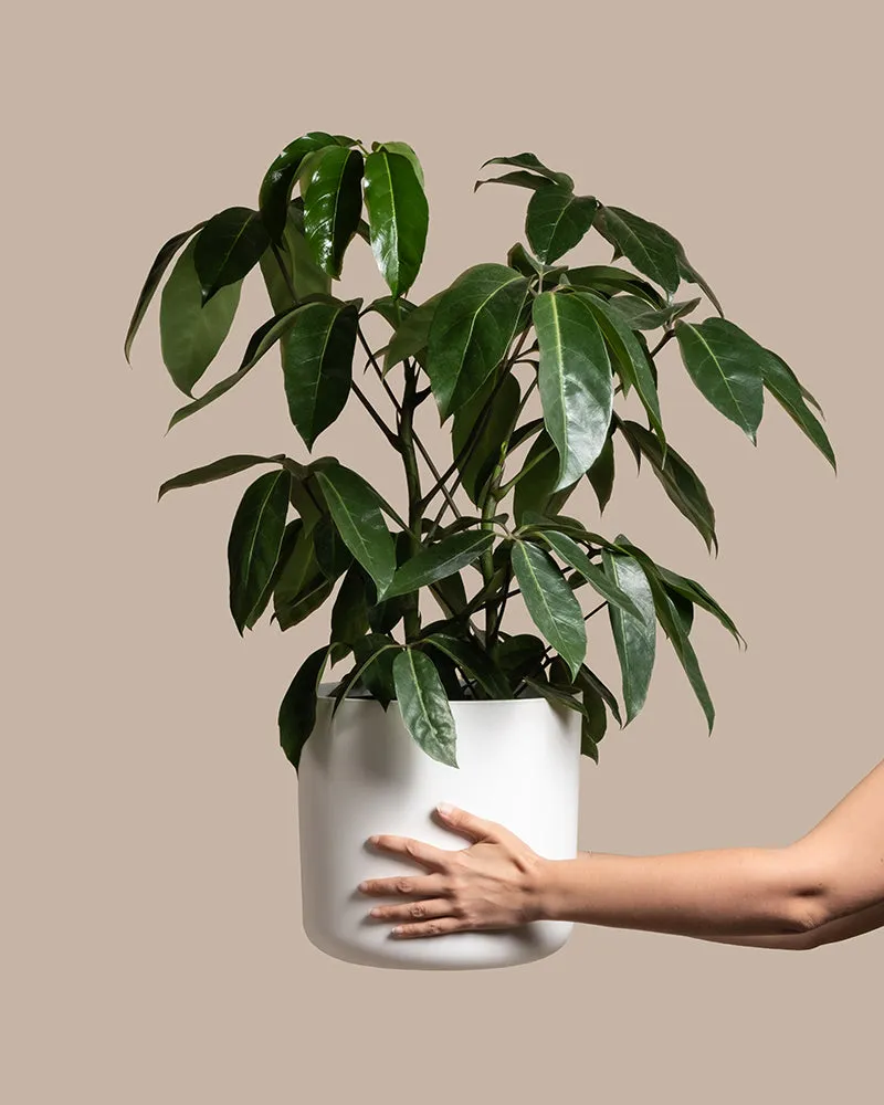 feey-variado-schefflera-amate-zimmerpflanze-gro image 1