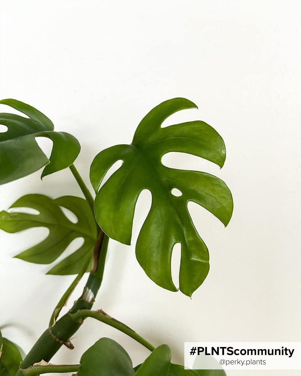 plnts-rareplnts-rhaphidophora-tetrasperma-zimmerpflanze-30-cm-rankpflanze image 7