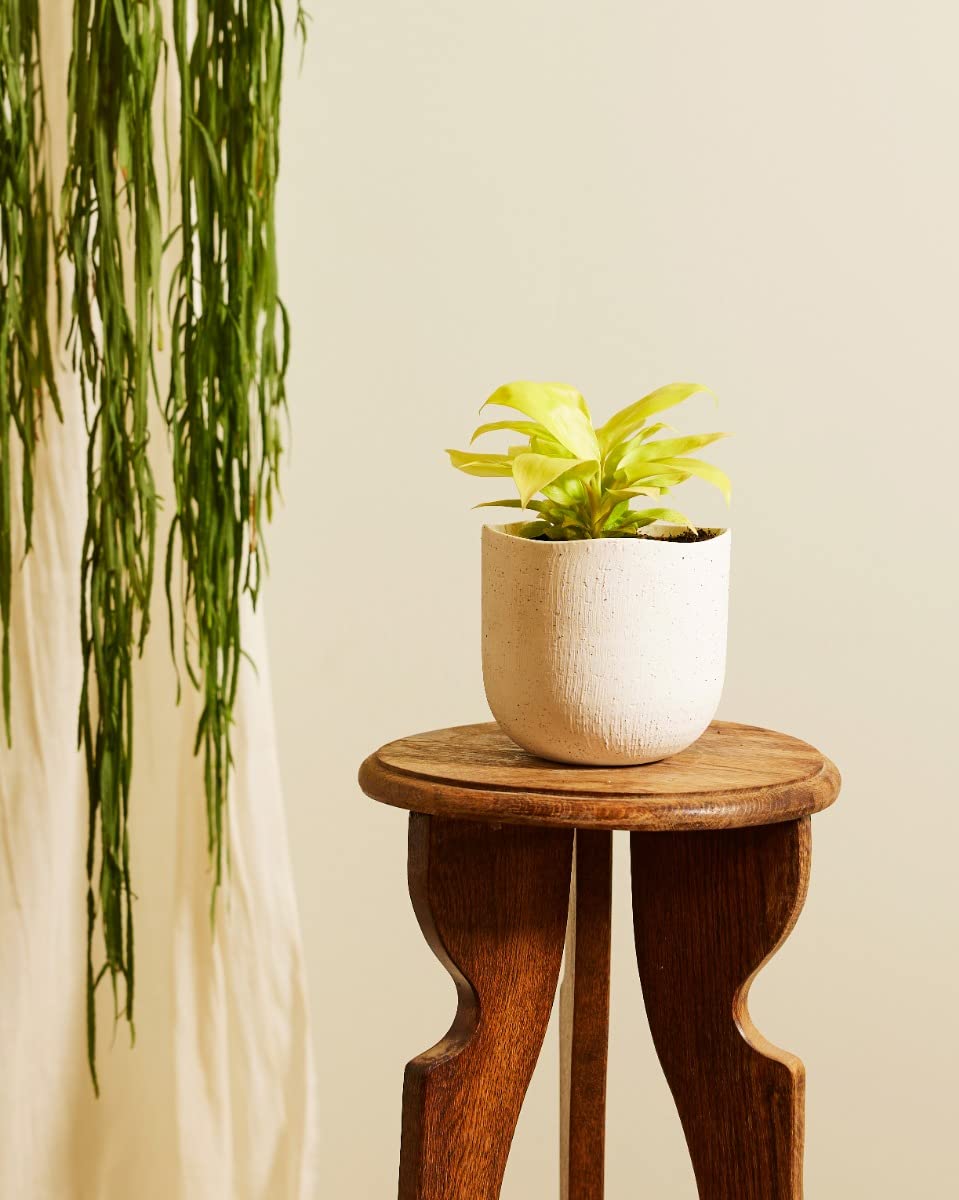 plnts-babyplnts-philodendron-lemon-lime-zimmerpflanze-6cm-pflegeleicht image 4