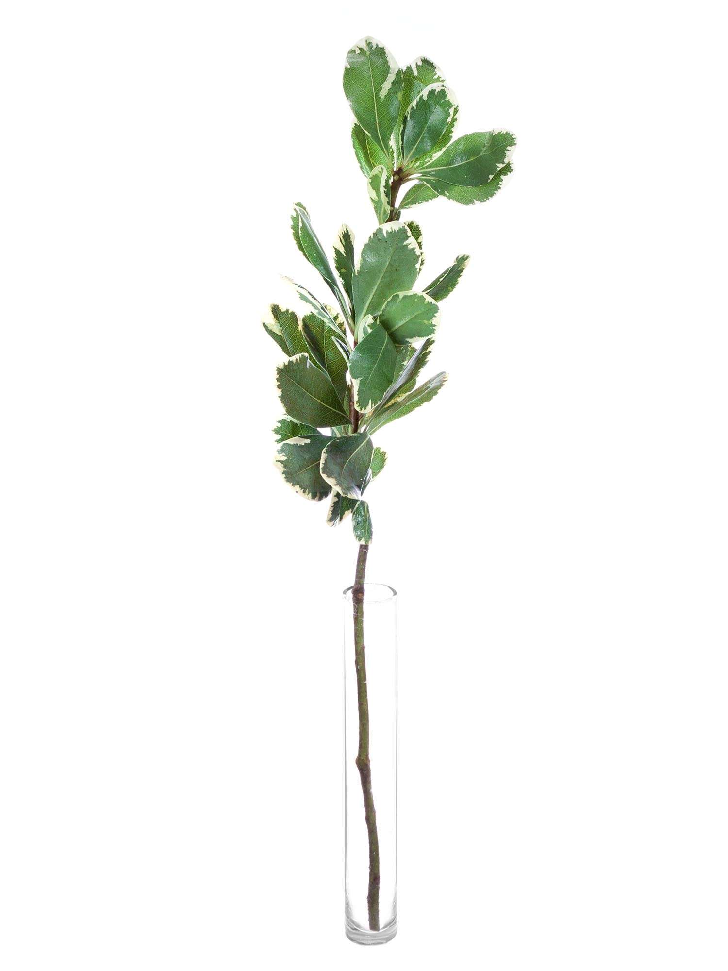 blumigo-pittosporum-ilan-bindegr-n-gr-n-wei-schnittgr-n image 3