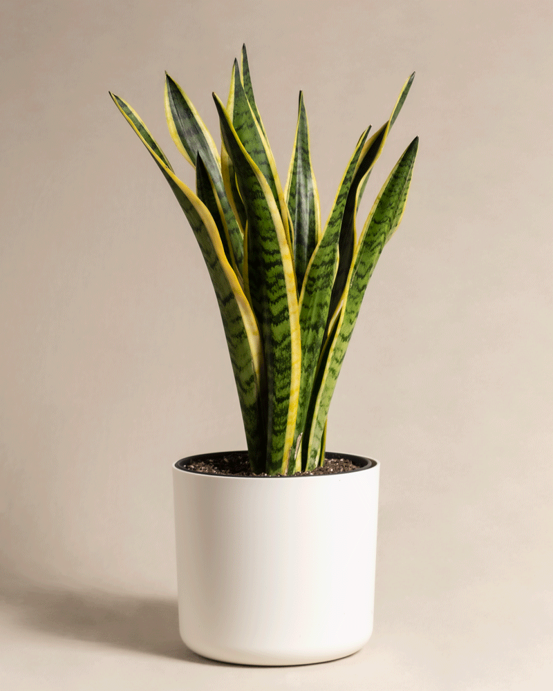 feey-variado-schwiegermutterzunge-xl-sansevieria-60-70cm image 5