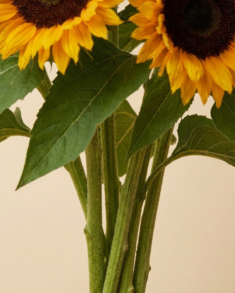 feey-sonnenblumen-strau-gelb-5-stk-schnittblumen image 2