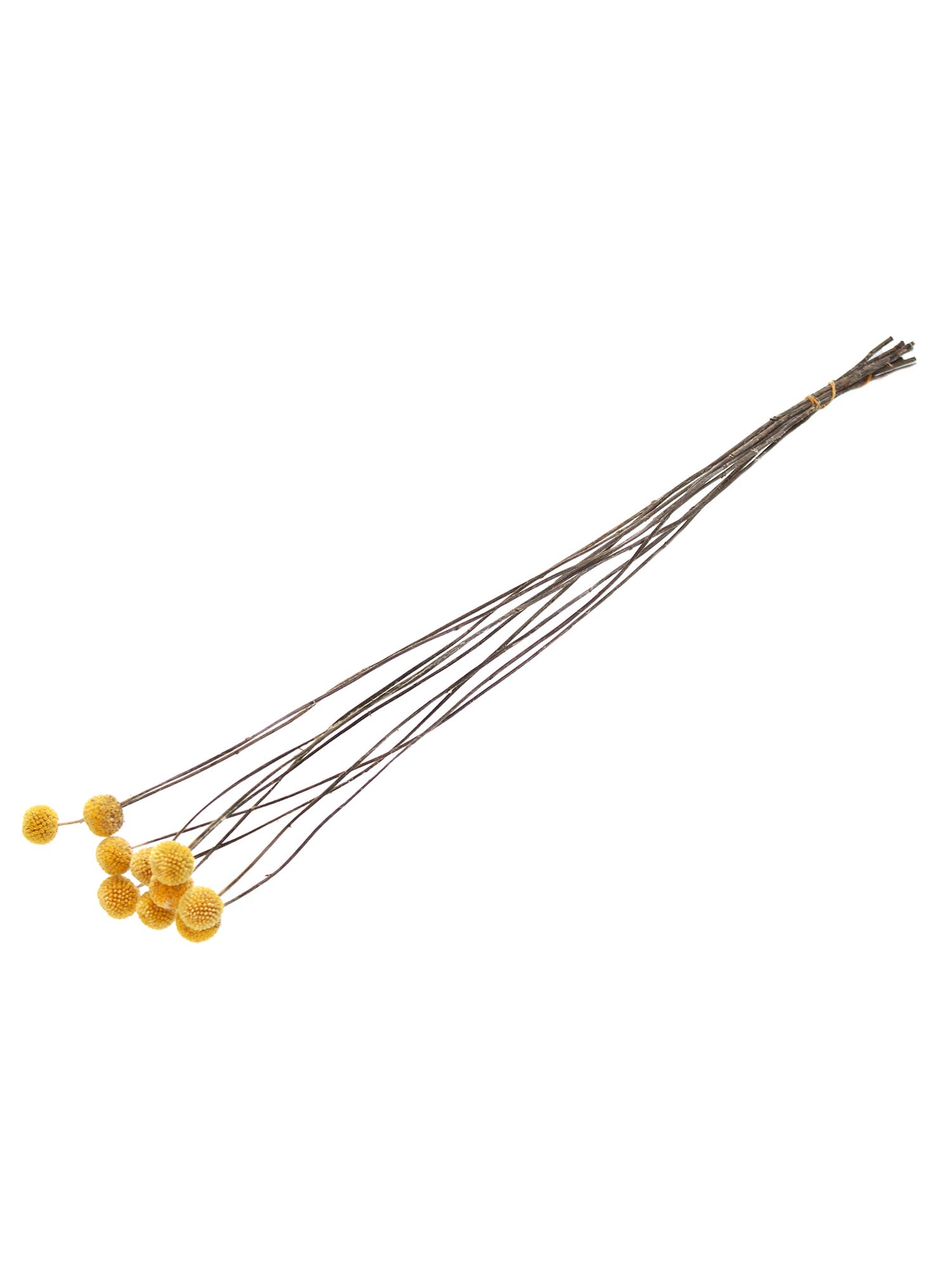 blumigo-trockenblumen-craspedia-gelb-getrocknet-natur image 3