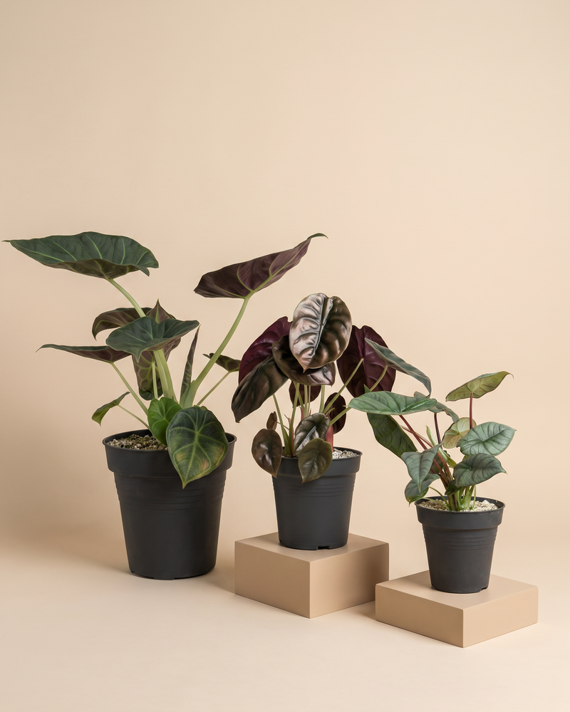 feey-variado-alocasia-trio-zimmerpflanzen-3er-set image 3