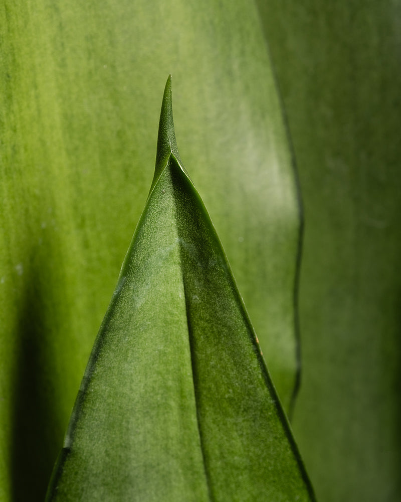 feey-variado-sansevieria-moonshine-gro-bogenhanf image 2