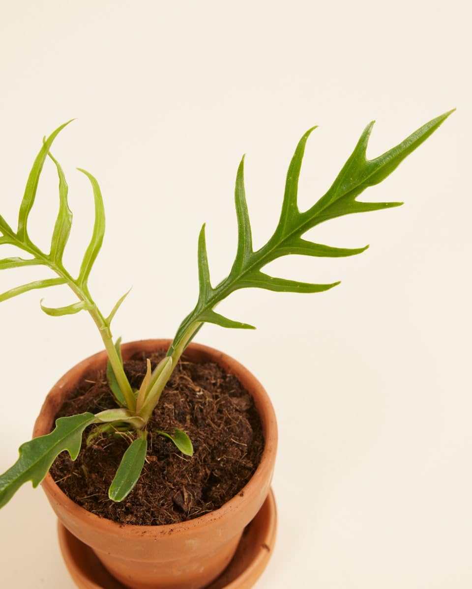 plnts-babyplnts-philodendron-tortum-zimmerpflanze-10-cm image 3