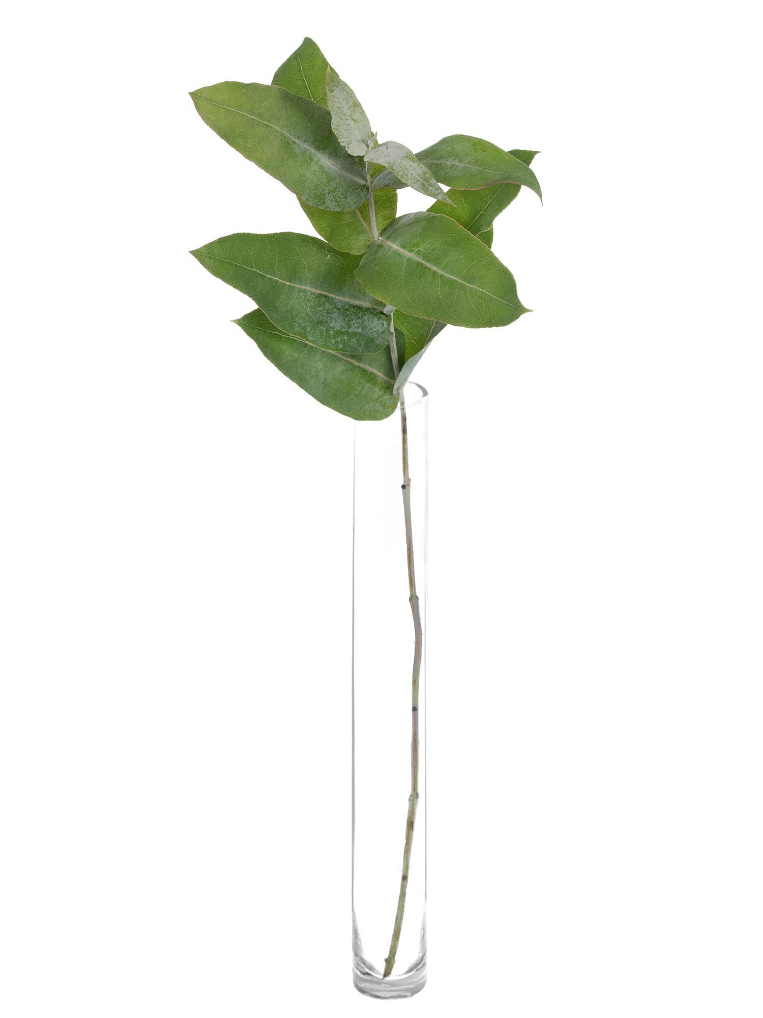 blumigo-robusta-eukalyptus-gr-n-bund-frisch-deko-gr-n image 3