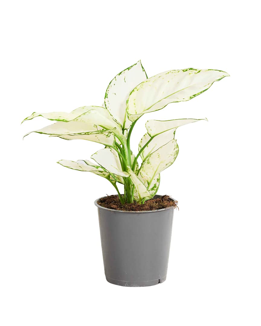 plnts-rareplnts-aglaonema-white-joy-zimmerpflanze-12cm-25cm image 1