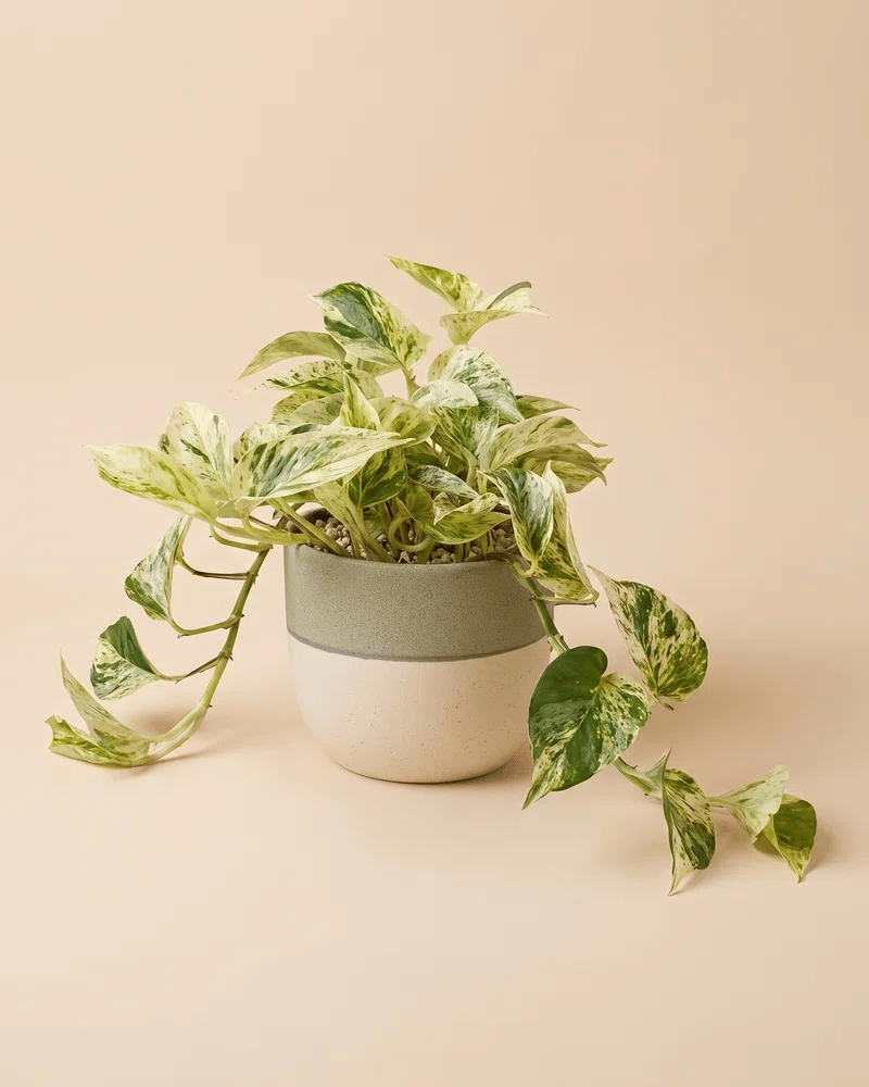 feey-variado-efeutute-marble-queen-gro-h-ngepflanze-wei-gr-n image 5