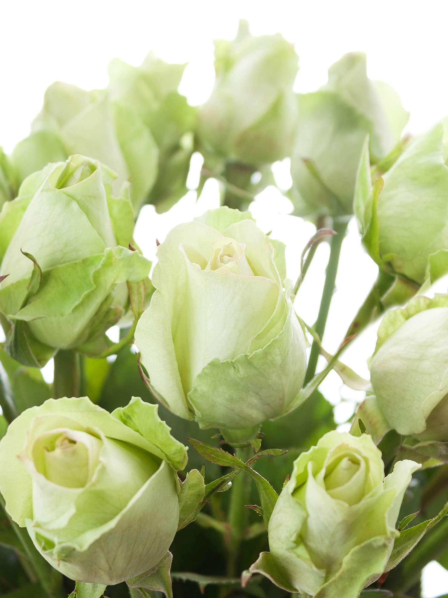 blumigo-green-flash-rose-gr-n-schnittrose-1-stiel image 1