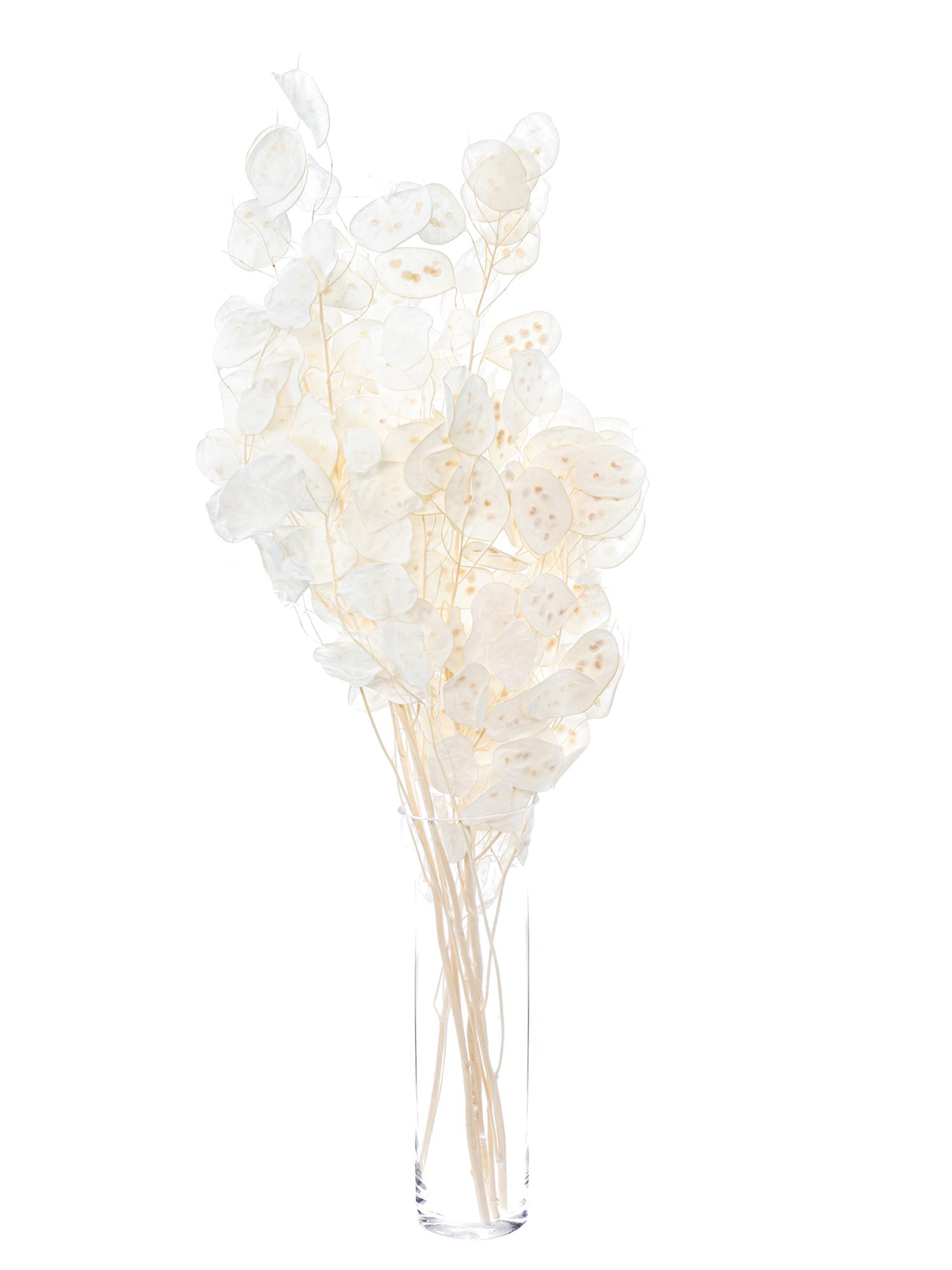blumigo-trockenblumen-lunaria-silberbl-tter-gebleicht image 2