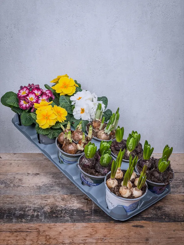 blumigo-blattwerk-bindegr-n-10-fr-hlingsblumen-topf-bunt-gemischt image 1