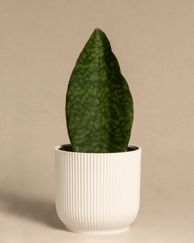 feey-variado-sansevieria-victoria-zimmerpflanze-15-25-cm image 8