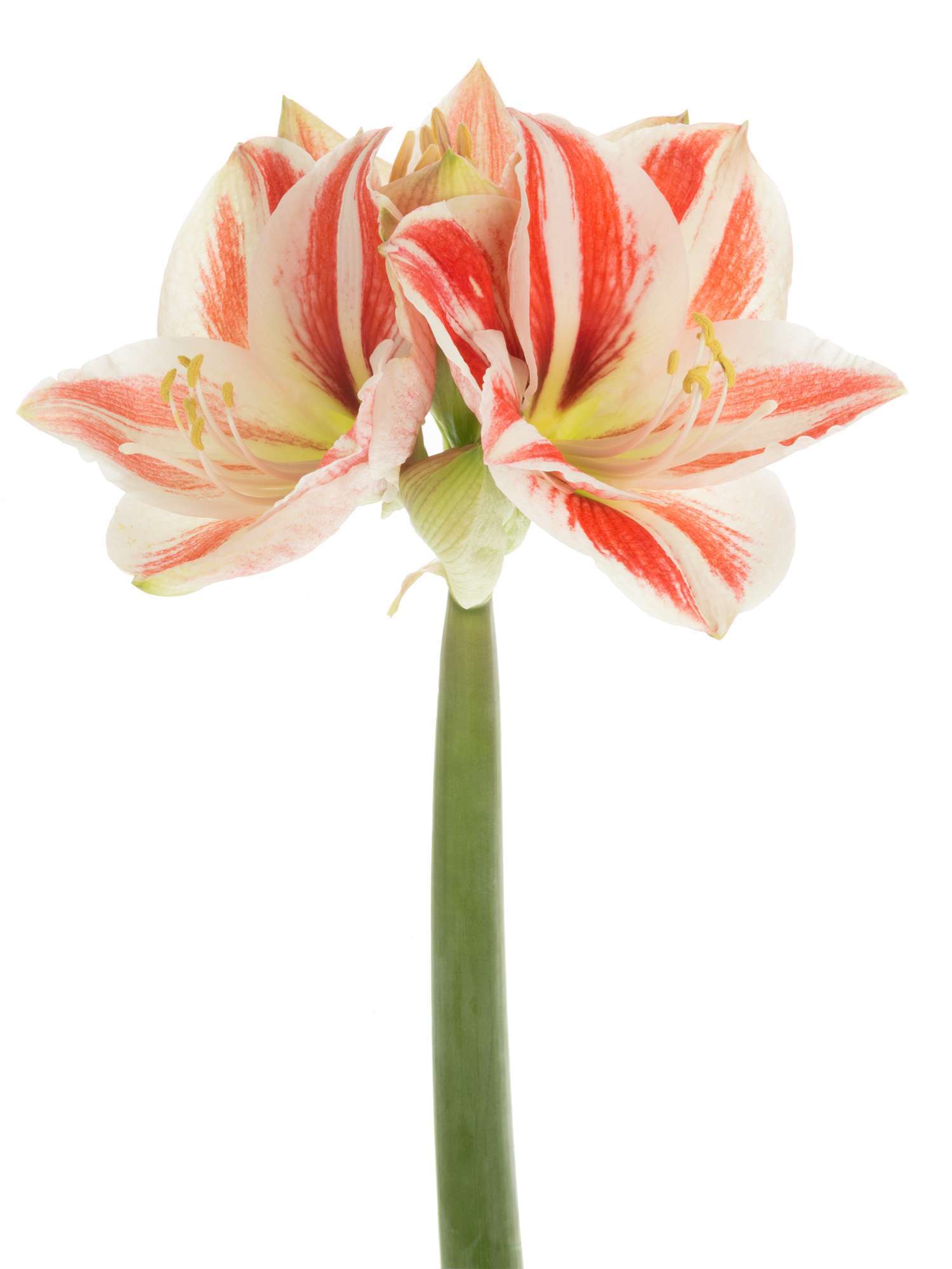 blumigo-amaryllis-superstar-schnittblume-rot-wei image 2