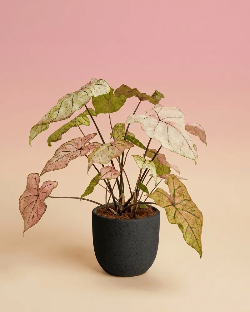 feey-variado-spring-fling-kaladie-zimmerpflanze-rosa-ohne-bertopf image 6