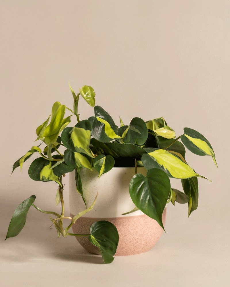 feey-variado-philodendron-scandens-brasil-h-ngepflanze-pflegeleicht image 5