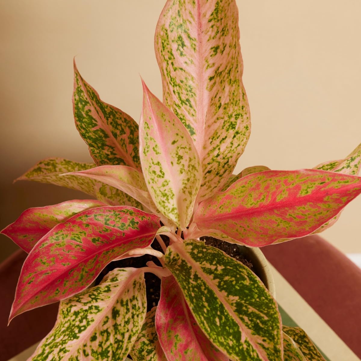 plnts-rareplnts-aglaonema-prosperity-zimmerpflanze-25-cm-rosa image 6