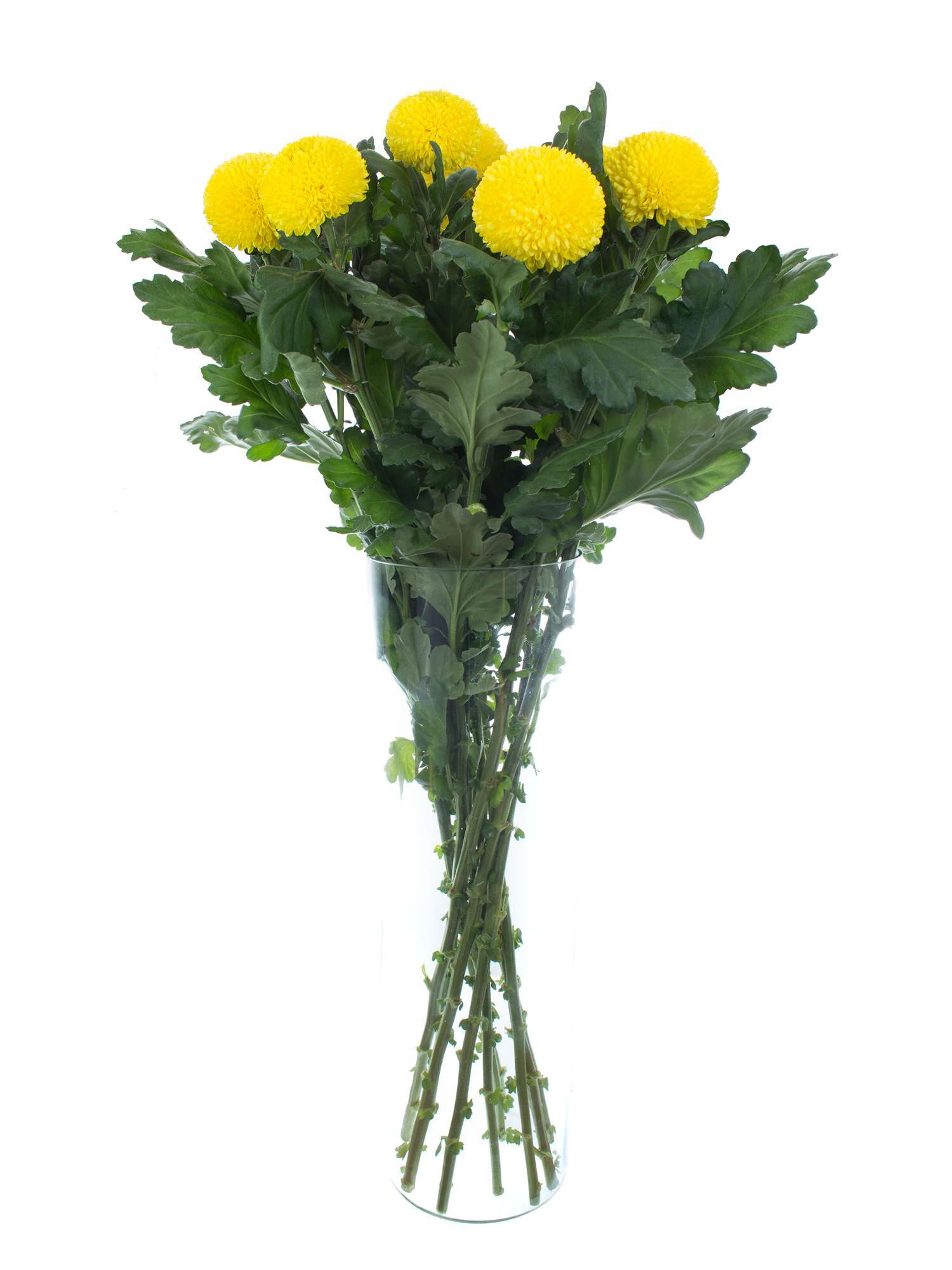 blumigo-chrysanthemen-sunny-boris-becker-gelb-schnittblume image 2