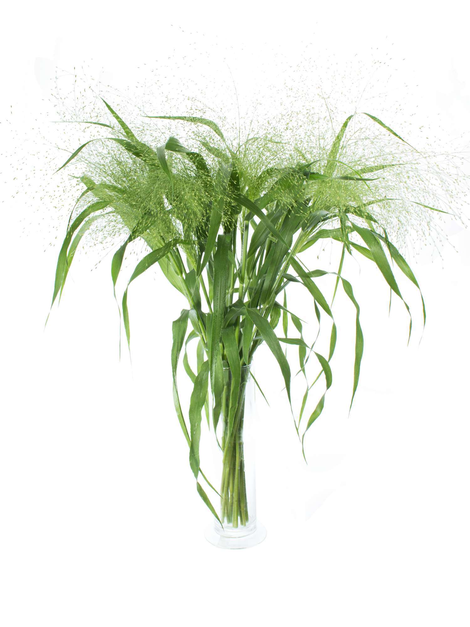 blumigo-blattwerk-panicum-fountain-zittergras-gr-n image 3